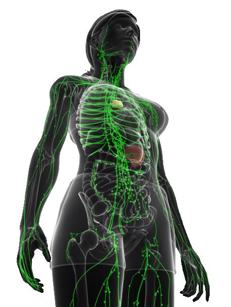 Découvrez le drainage lymphatique